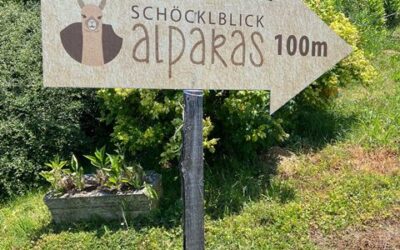 3b Alpakawanderung